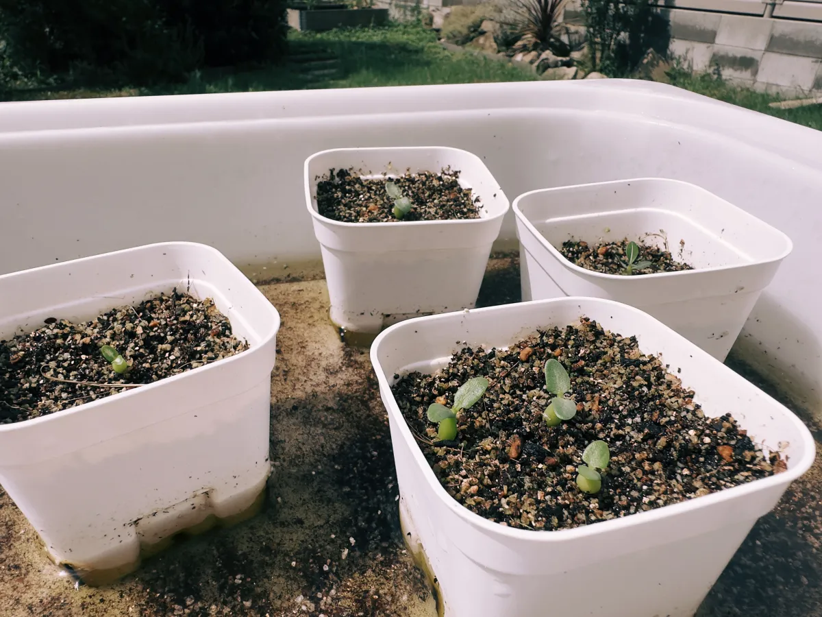 Pachypodium densiflorum var. densiflorum (パキポディウム デンシフローラム)