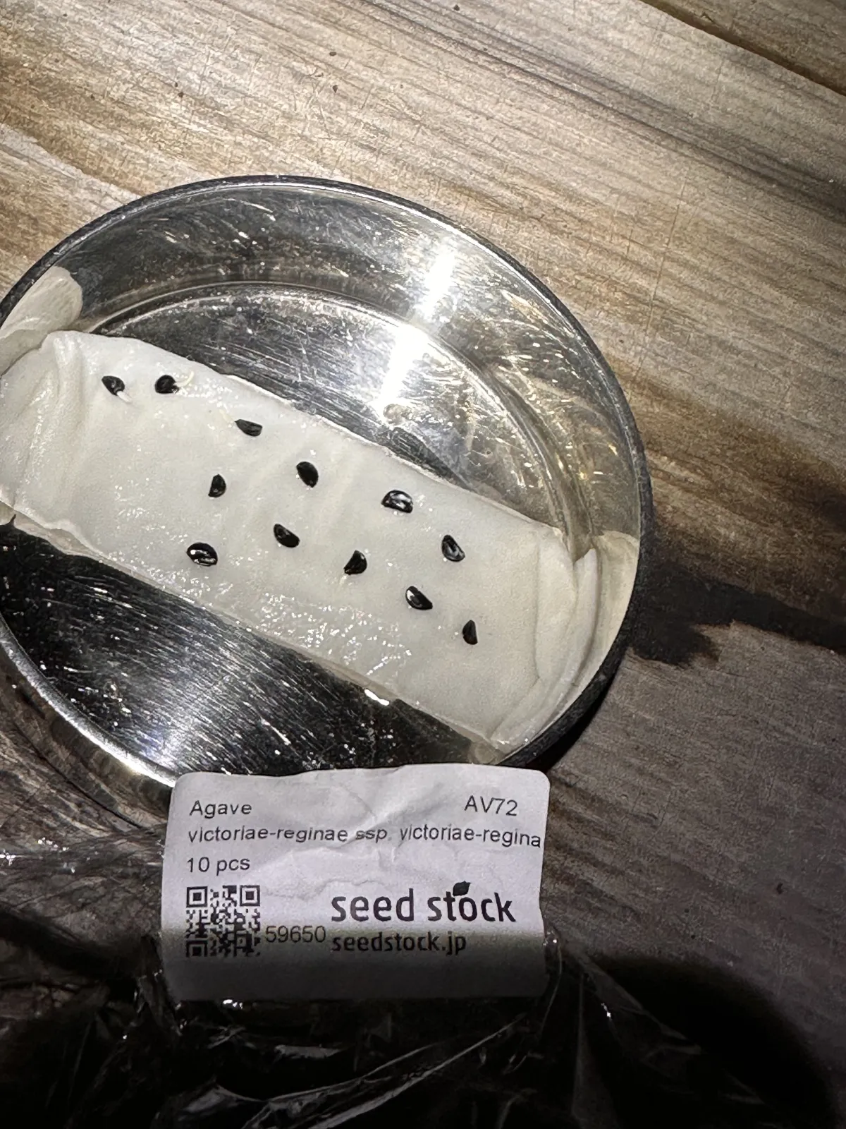 Agave victoriae-reginae (アガベ ビクトリアレジーナエ 笹の雪)