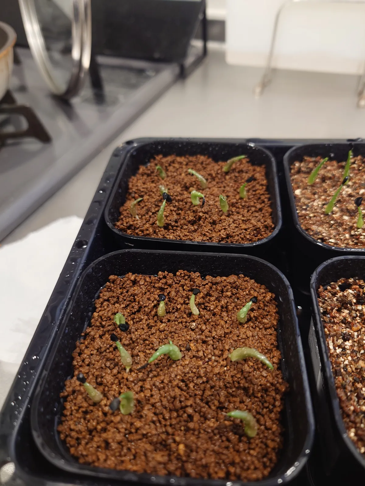 Agave oteroi (アガベ オテロイ)