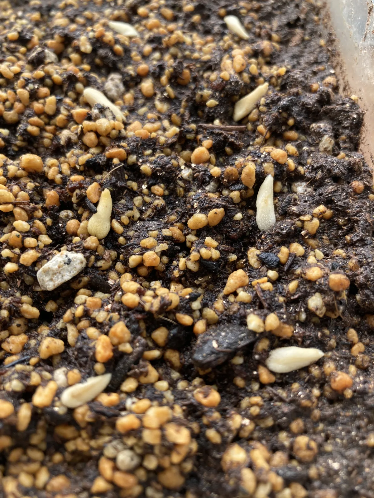 Pachypodium lamerei (パキポディウム ラメレイ 夢叶棒)