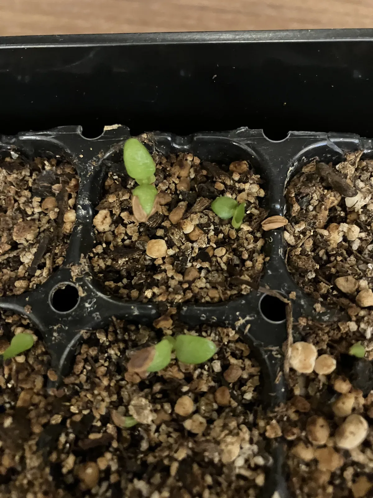 Pachypodium enigmaticum (パキポディウム エニグマチカム)