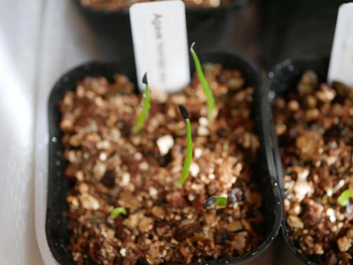 Agave horrida ssp. horrida (アガベ ホリダ)