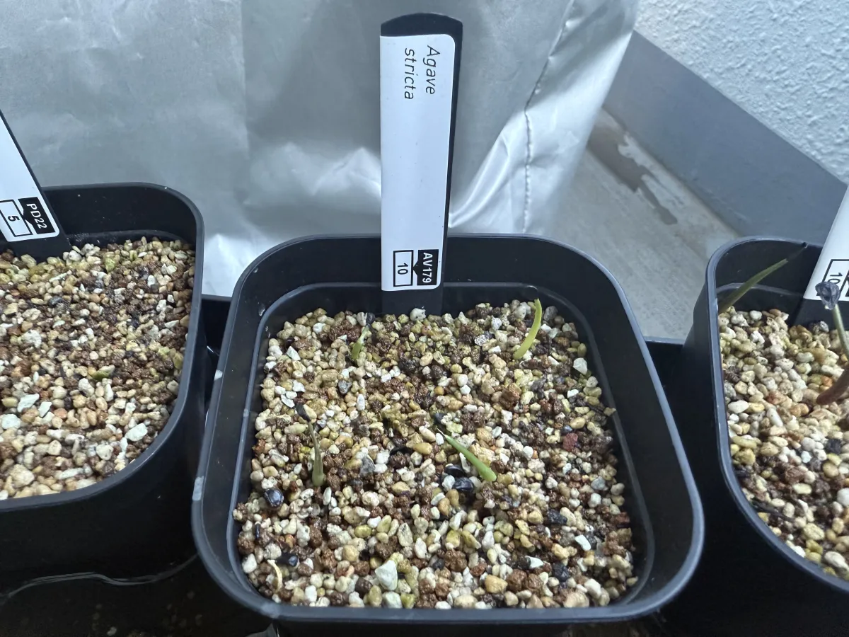 Agave stricta (アガベ ストリクタ)