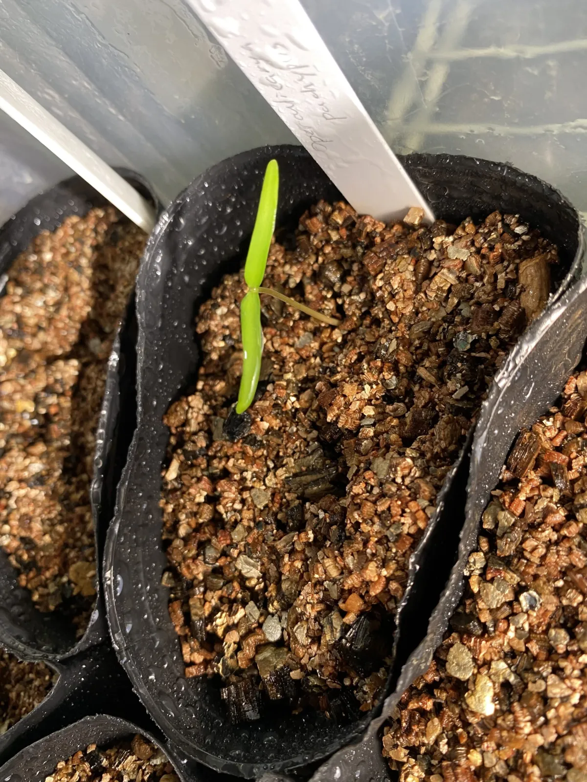 Operculicarya pachypus (オペルクリカリア パキプス)