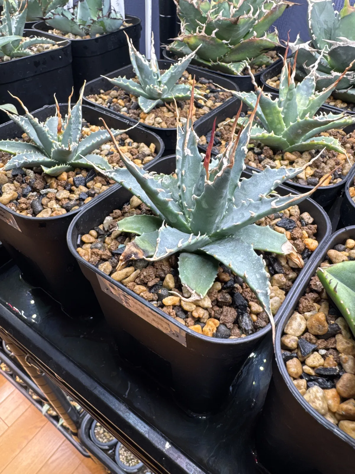 Agave utahensis var. eborispina (アガベ エボリスピナ)