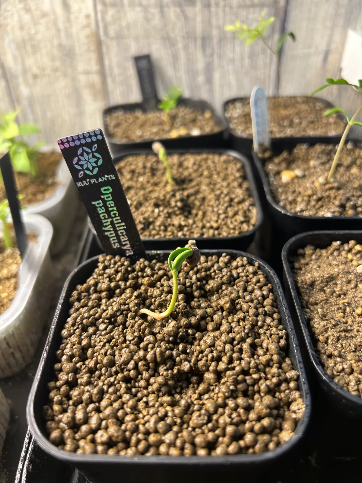 Operculicarya pachypus (オペルクリカリア パキプス)