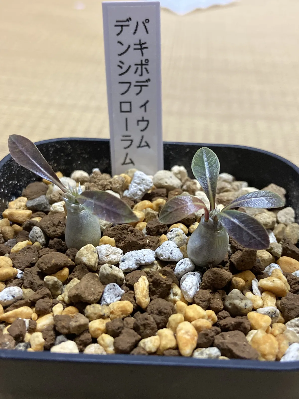 Pachypodium densiflorum var. densiflorum (パキポディウム デンシフローラム)