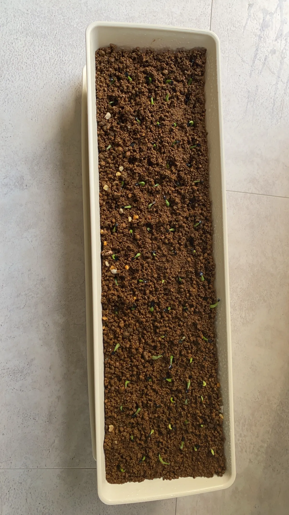 Agave oteroi (アガベ オテロイ)