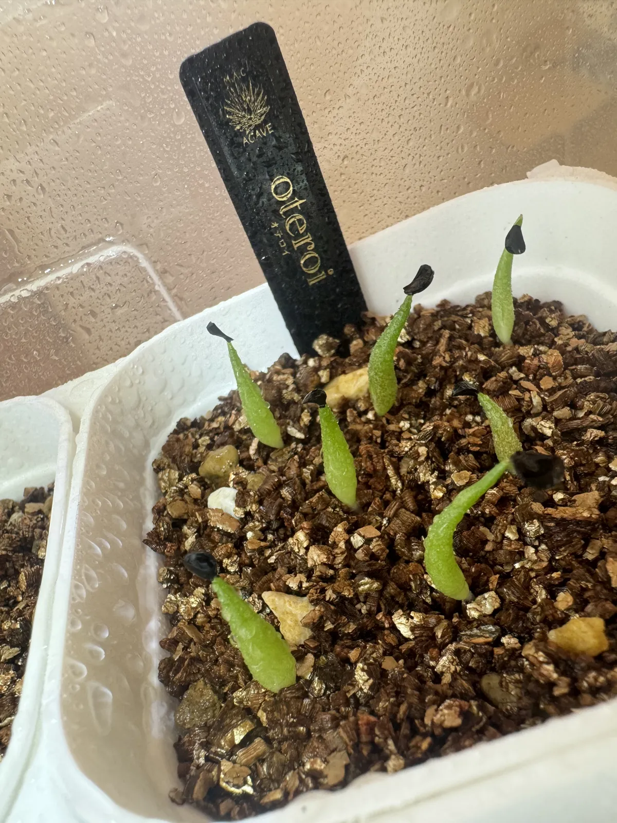 Agave oteroi (アガベ オテロイ)