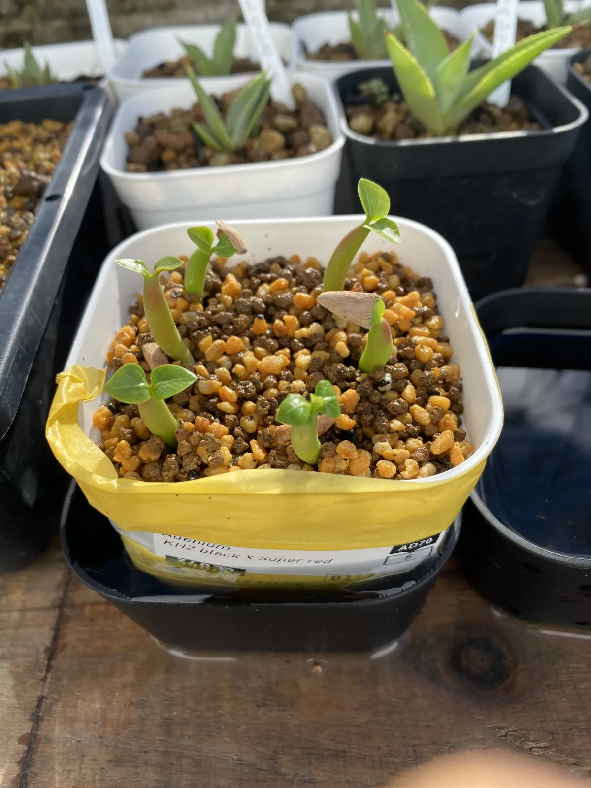 Adenium obesum Super Red (アデニウムブラック)