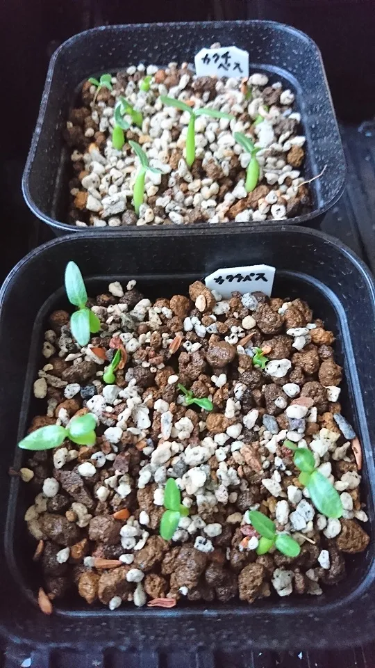 Pachypodium rosulatum ssp. cactipes (パキポディウム カクチペス)