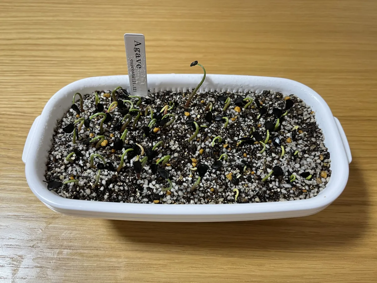 Agave cupreata (アガベ クプレアータ)