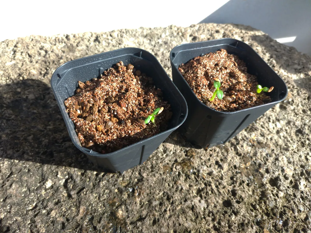 Pachypodium horombense (パキポディウム ホロンベンセ)