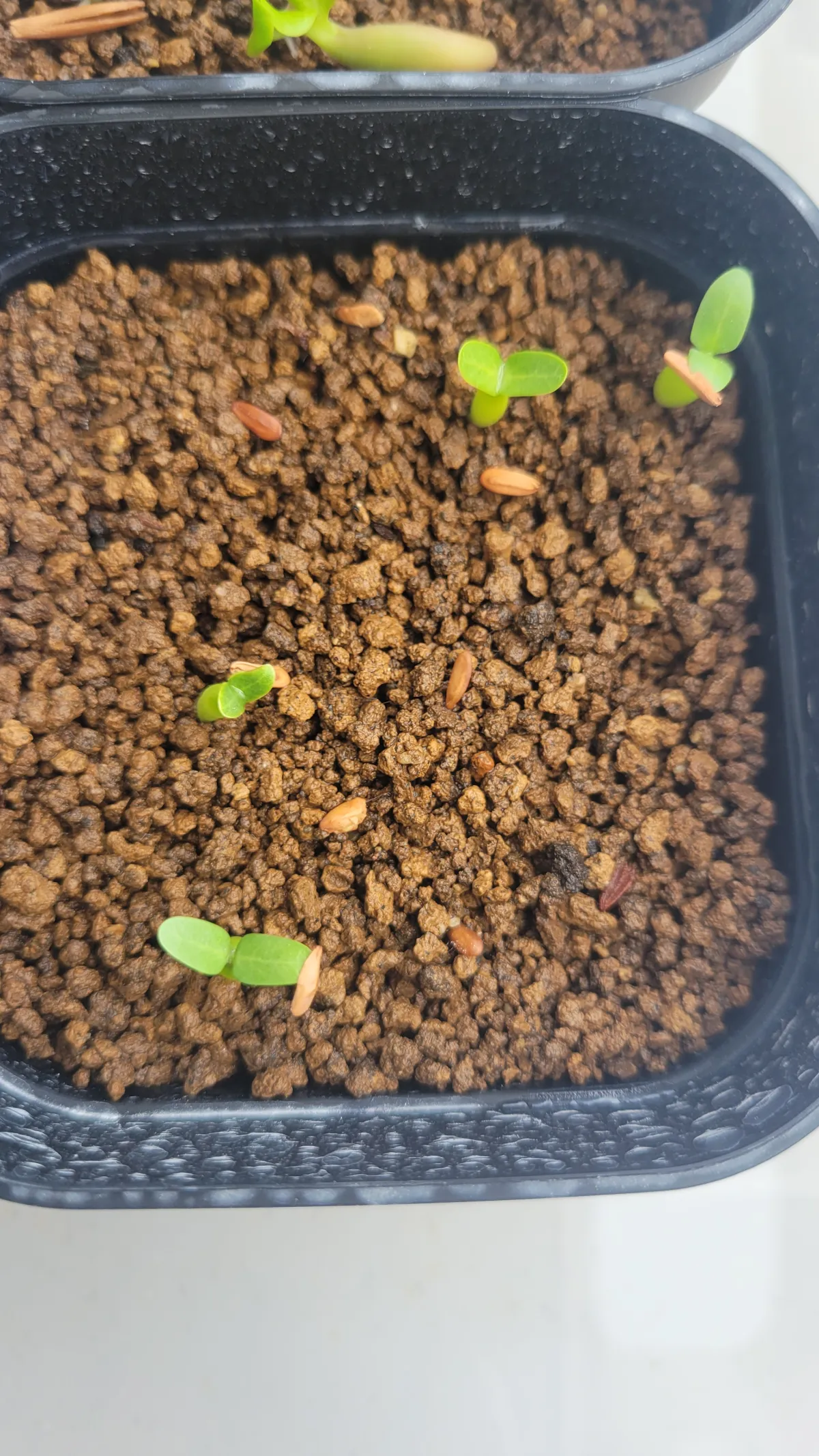 Pachypodium rosulatum var. eburneum (パキポディウム エブレネウム)