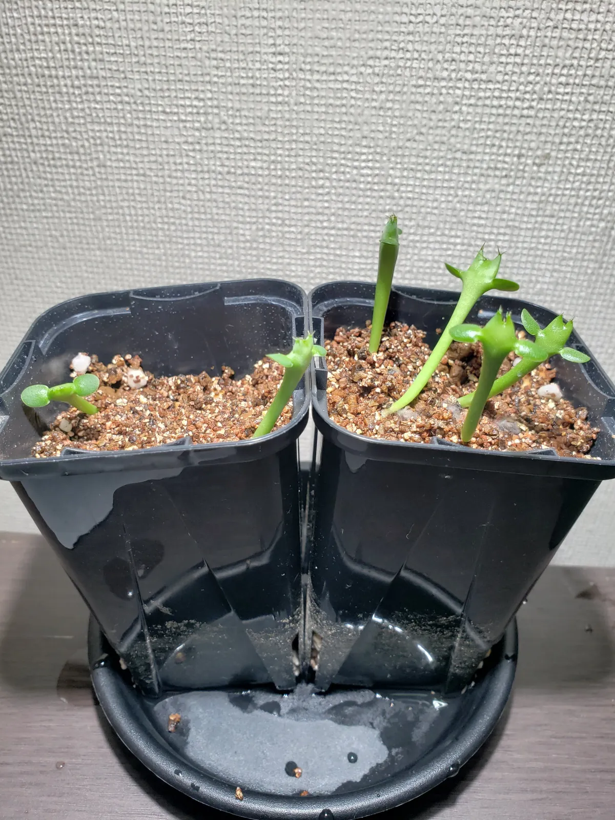 Euphorbia graniticola (ユーフォルビア グラニティコラ)