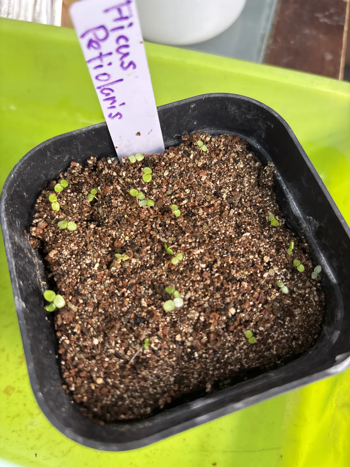 Ficus petiolaris (フィカス ペティオラリス)