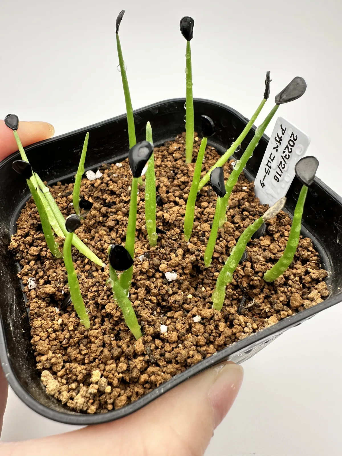 Agave colorata Mescal Ceniza (アガベ コロラータ)