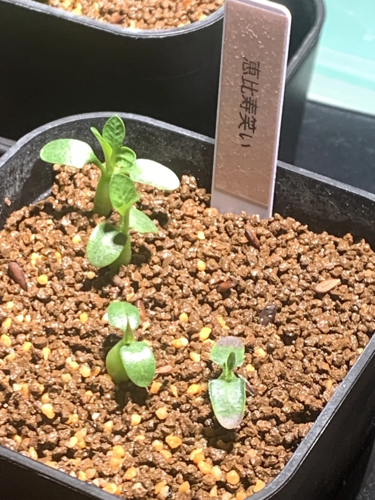 Pachypodium brevicaule subsp. leucoxanthum (パキポディウム レウコキサンツム)