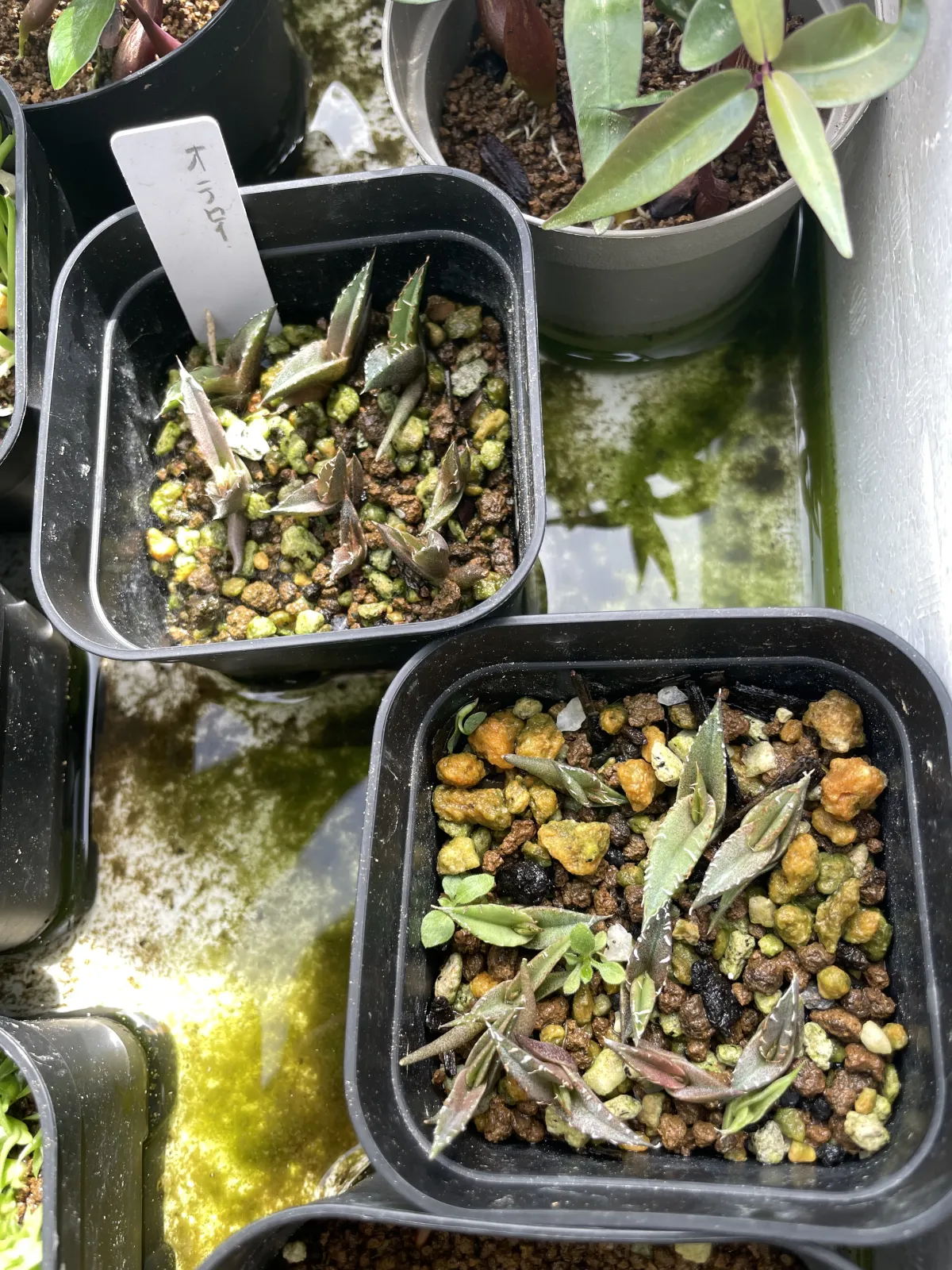 Agave oteroi (アガベ オテロイ)