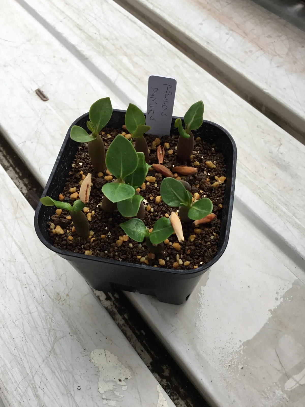 Adenium arabicum (アデニウム アラビカム)