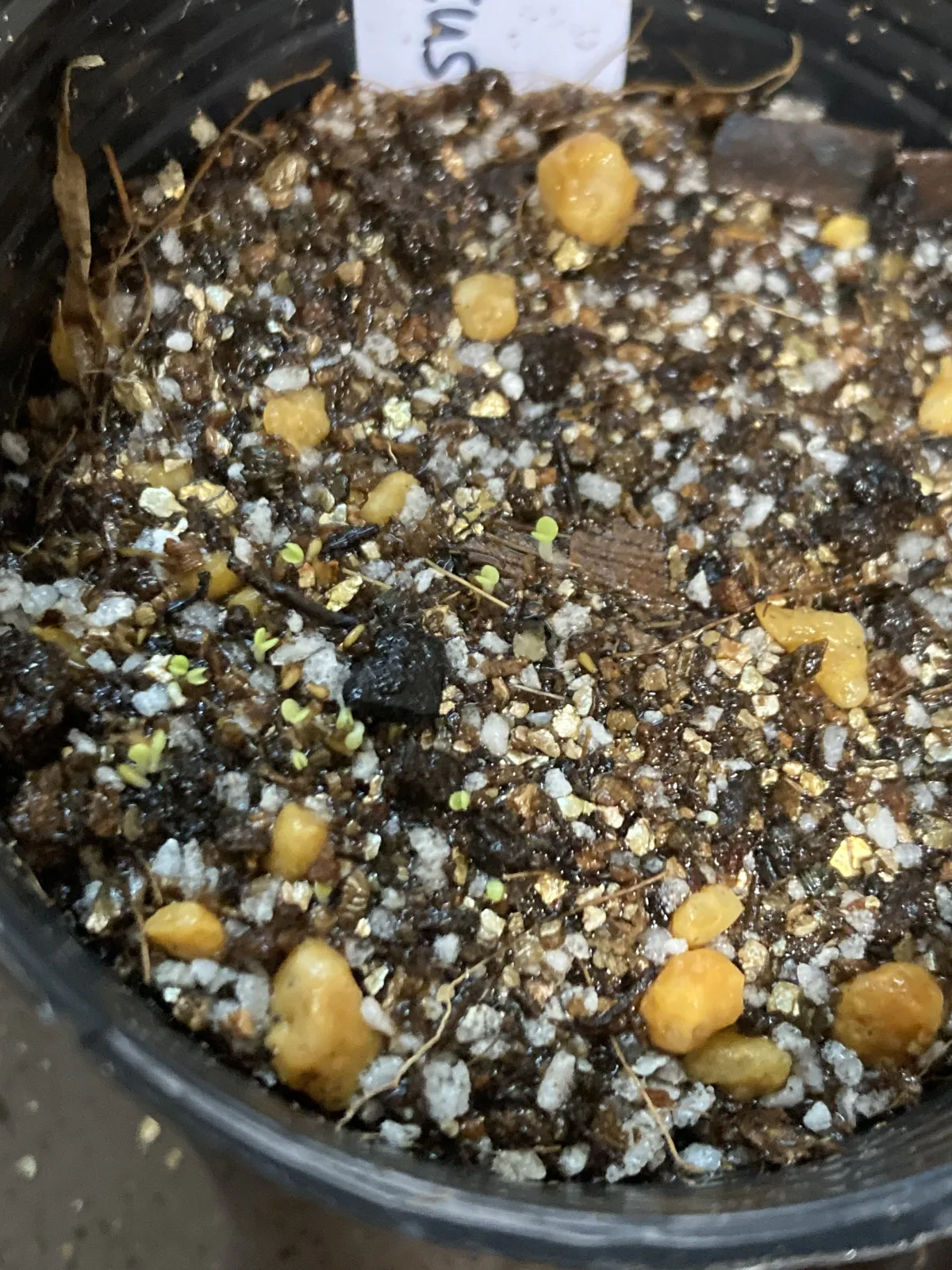 Tylecodon paniculatus (ティレコドン パニクラタス)