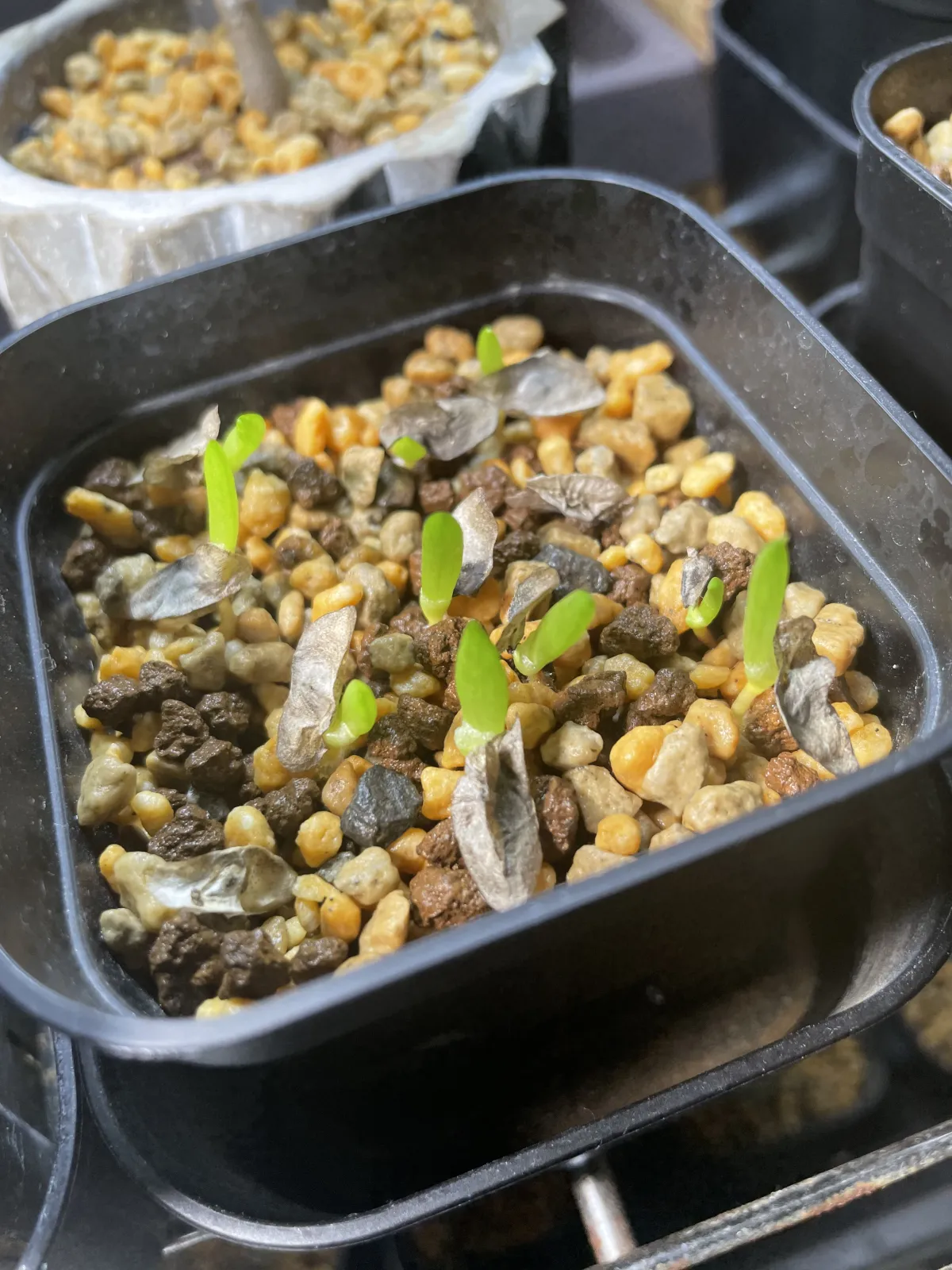 Aloe ramosissima (アロエ ラモシシマ)