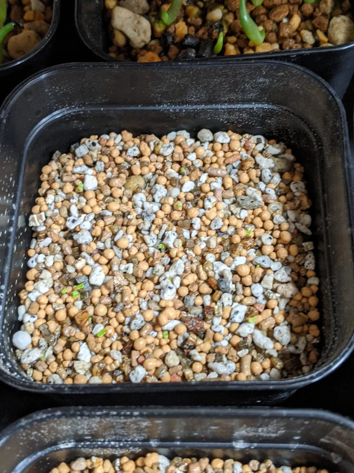 Tylecodon wallichii (ティレコドン ワリチー)