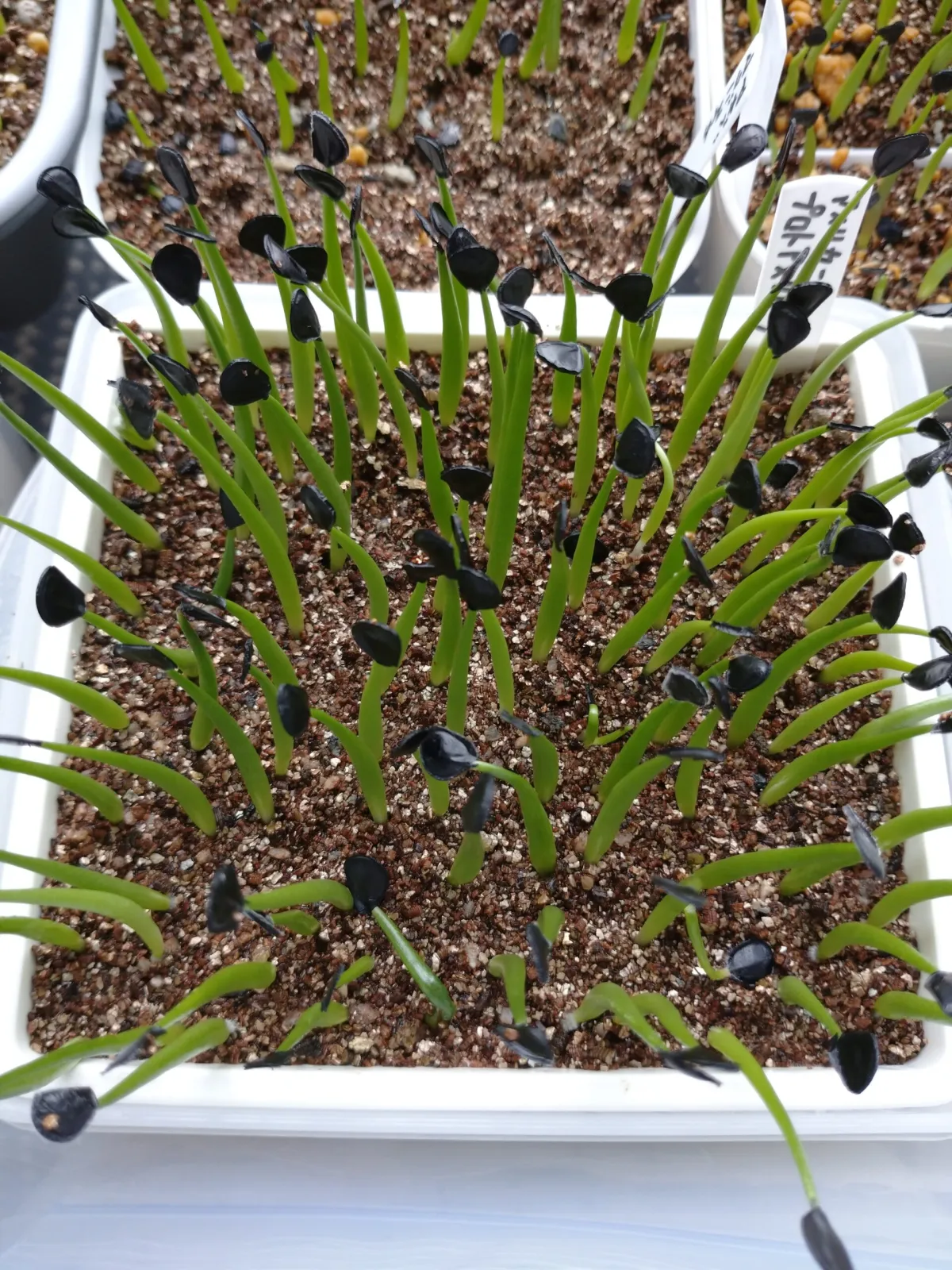 Agave americana ssp. protoamericana (アガベ プロトアメリカーナ)