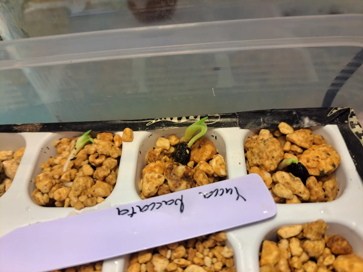 Yucca baccata var. baccata (ユッカ バッカタ)