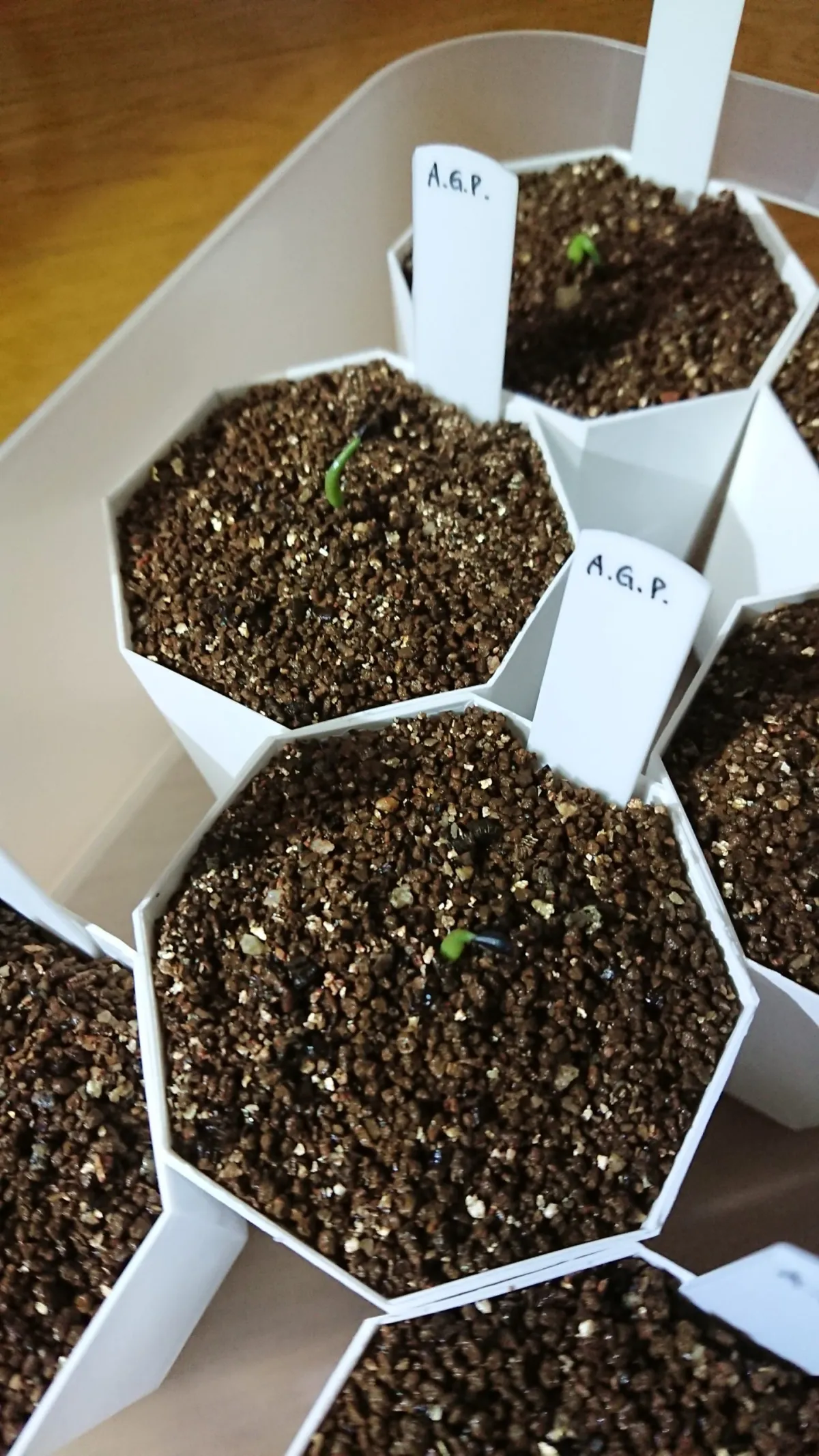 Agave ghiesbreghtii 'Purpusorum' (アガベ パルプソーラム)