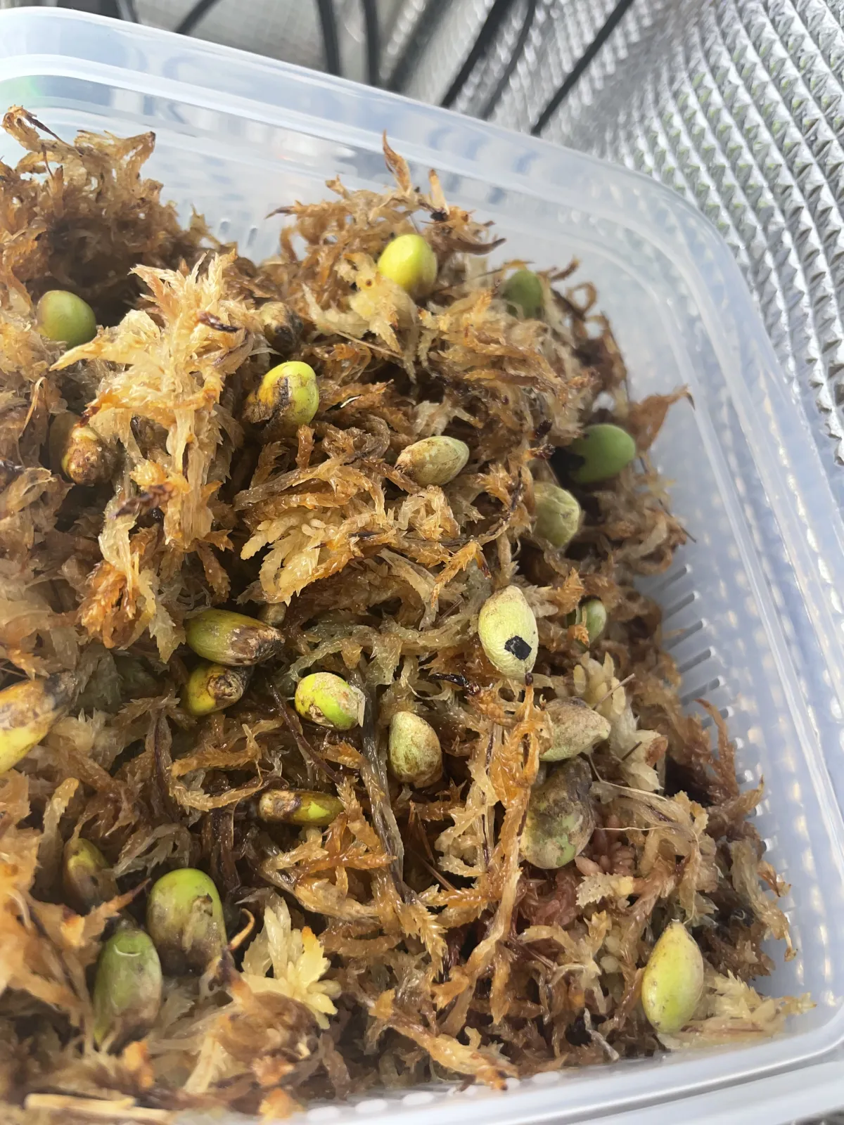 Monstera deliciosa (モンステラ デリシオーサ)