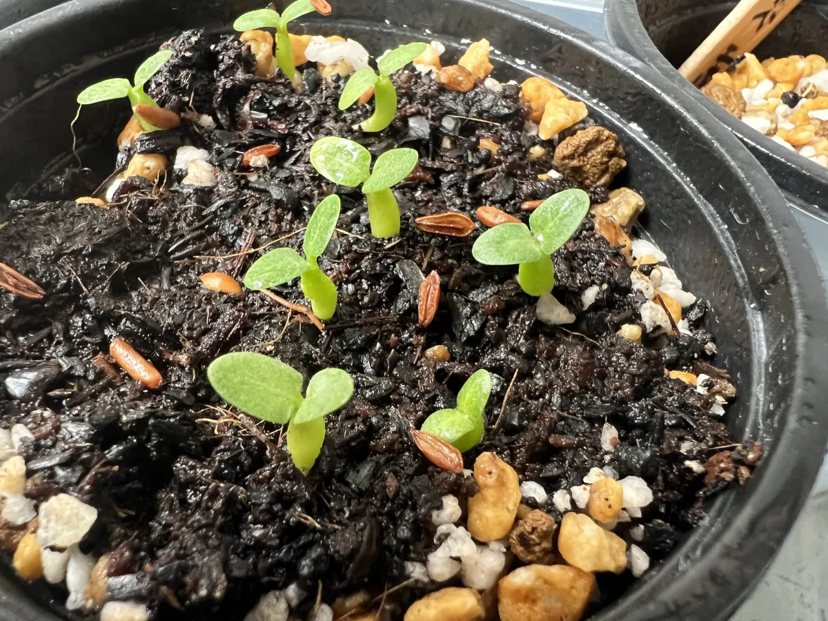 Pachypodium brevicaule subsp. leucoxanthum (パキポディウム レウコキサンツム)