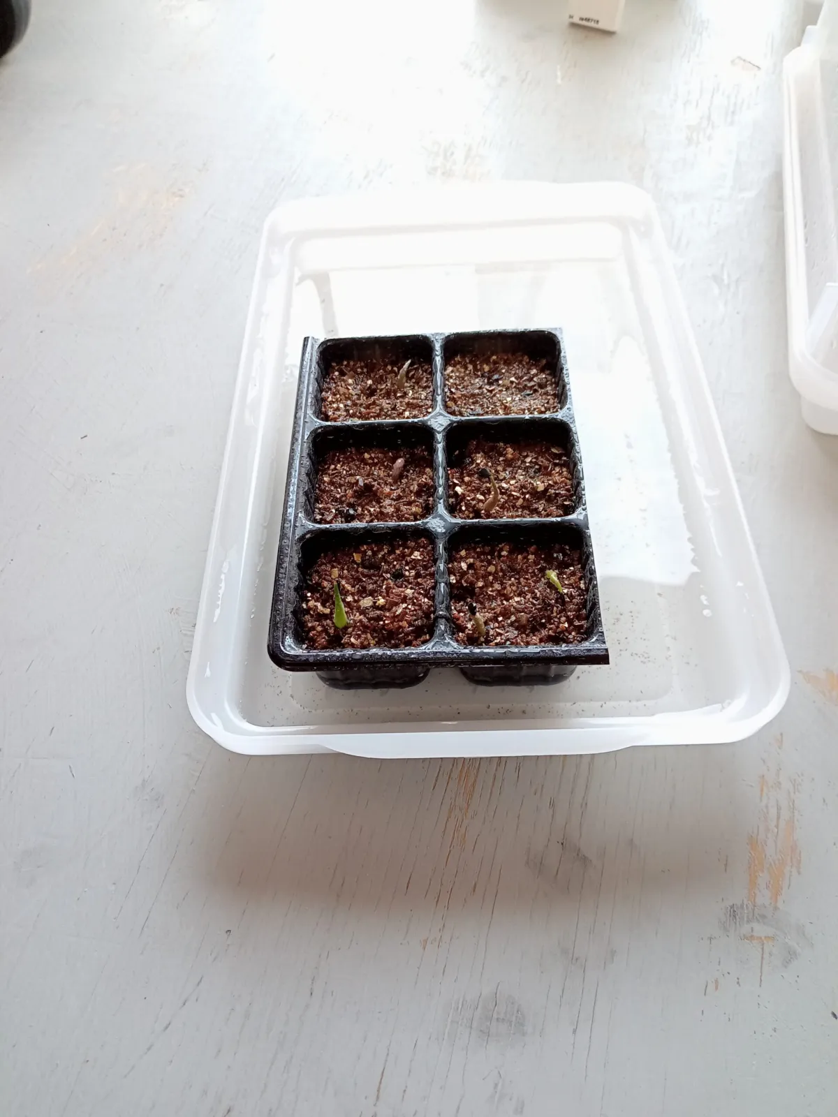 Agave stricta rubra (アガベ ストリクタ ルブラ)