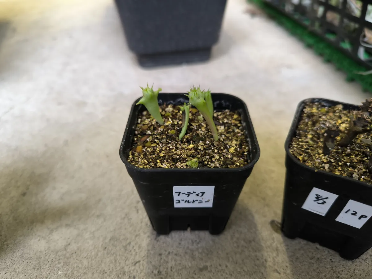 Hoodia gordonii (フーディア ゴルドニー)