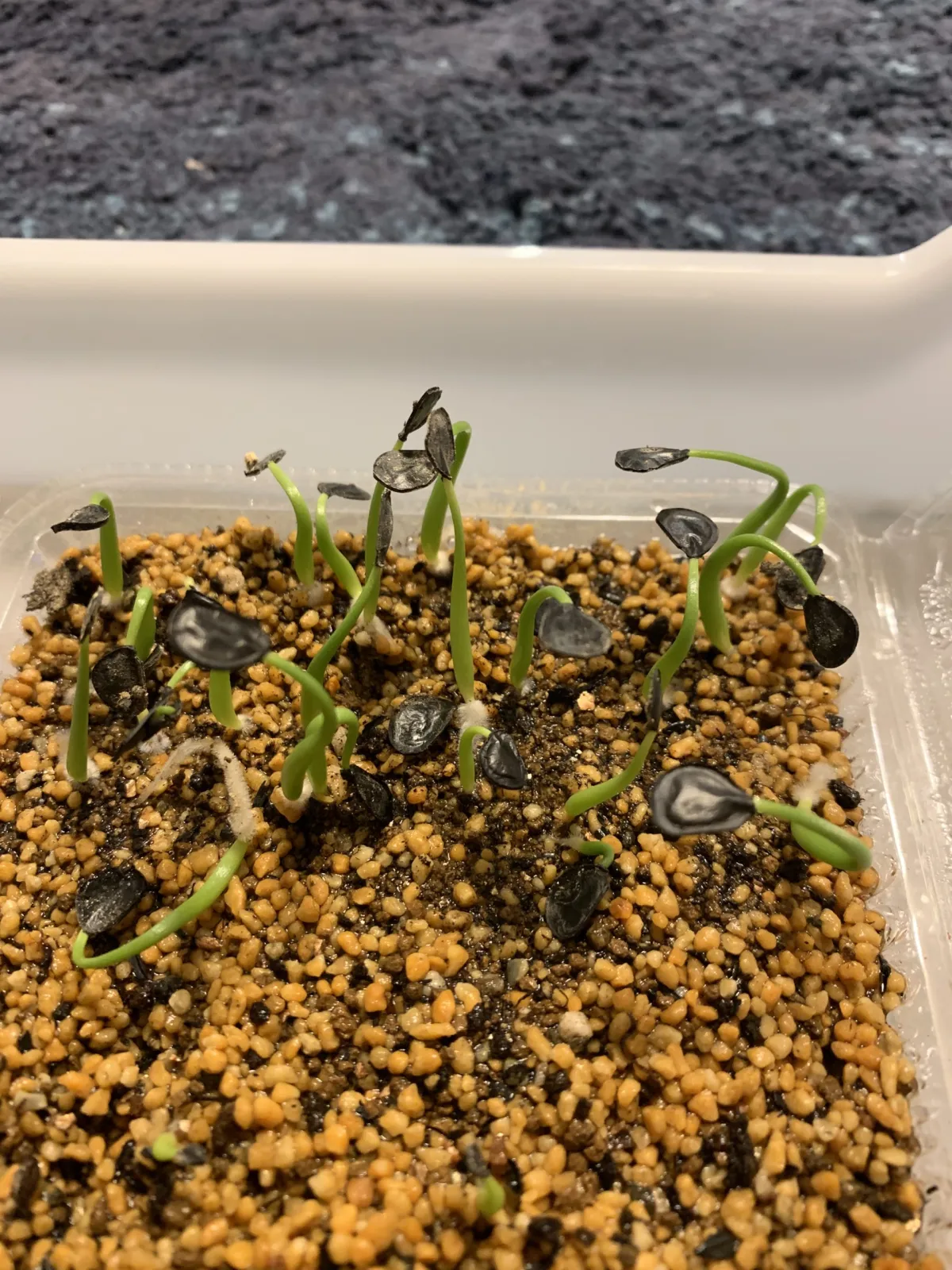 Agave salmiana var. ferox (アガベ フェロックス)