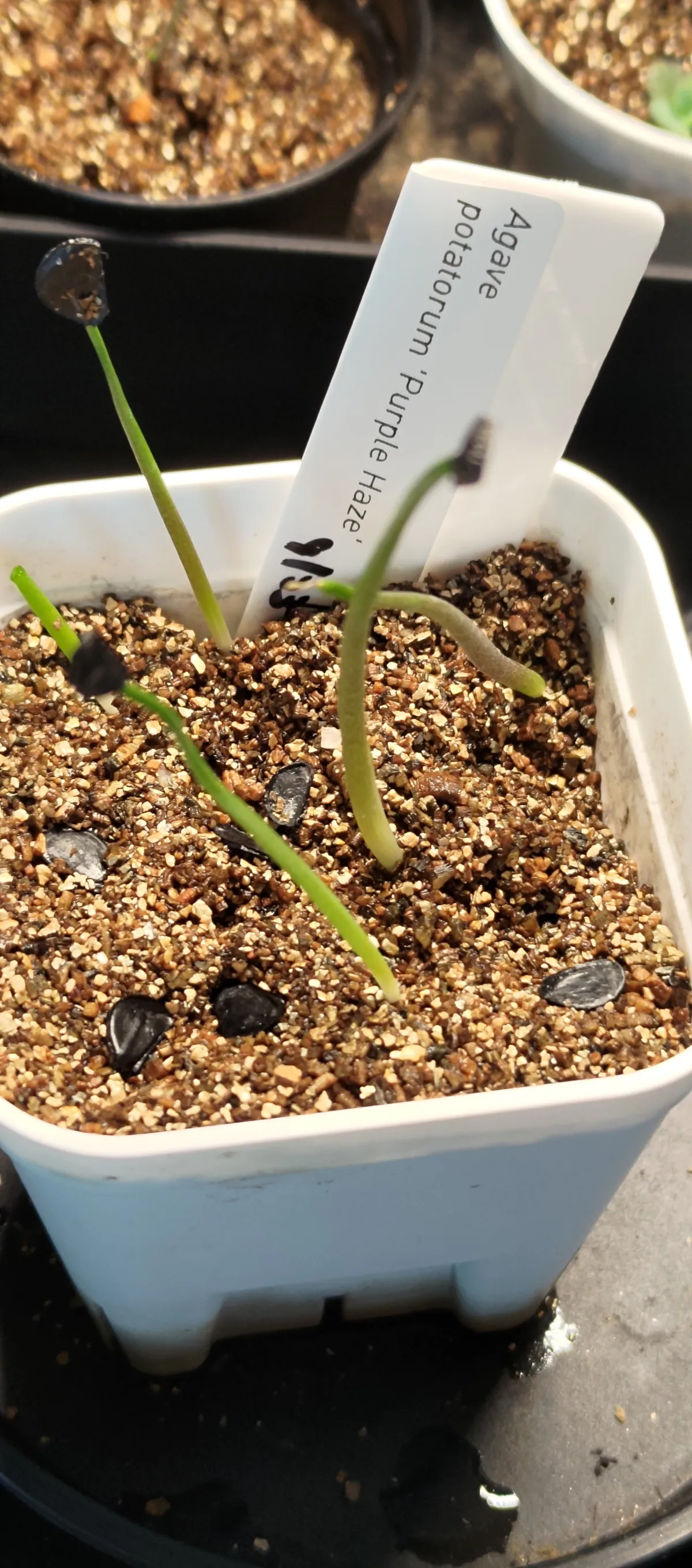 Agave potatorum Purple Haze (アガベ パープルヘイズ)