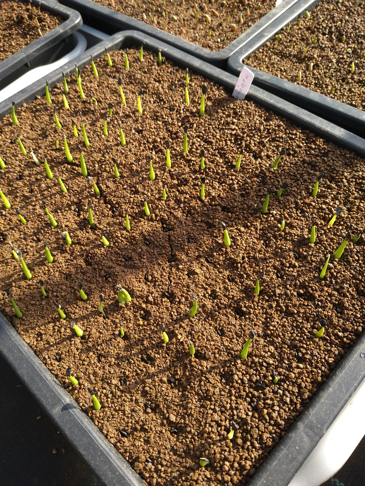 Agave margaritae (アガベ マルガリータ)