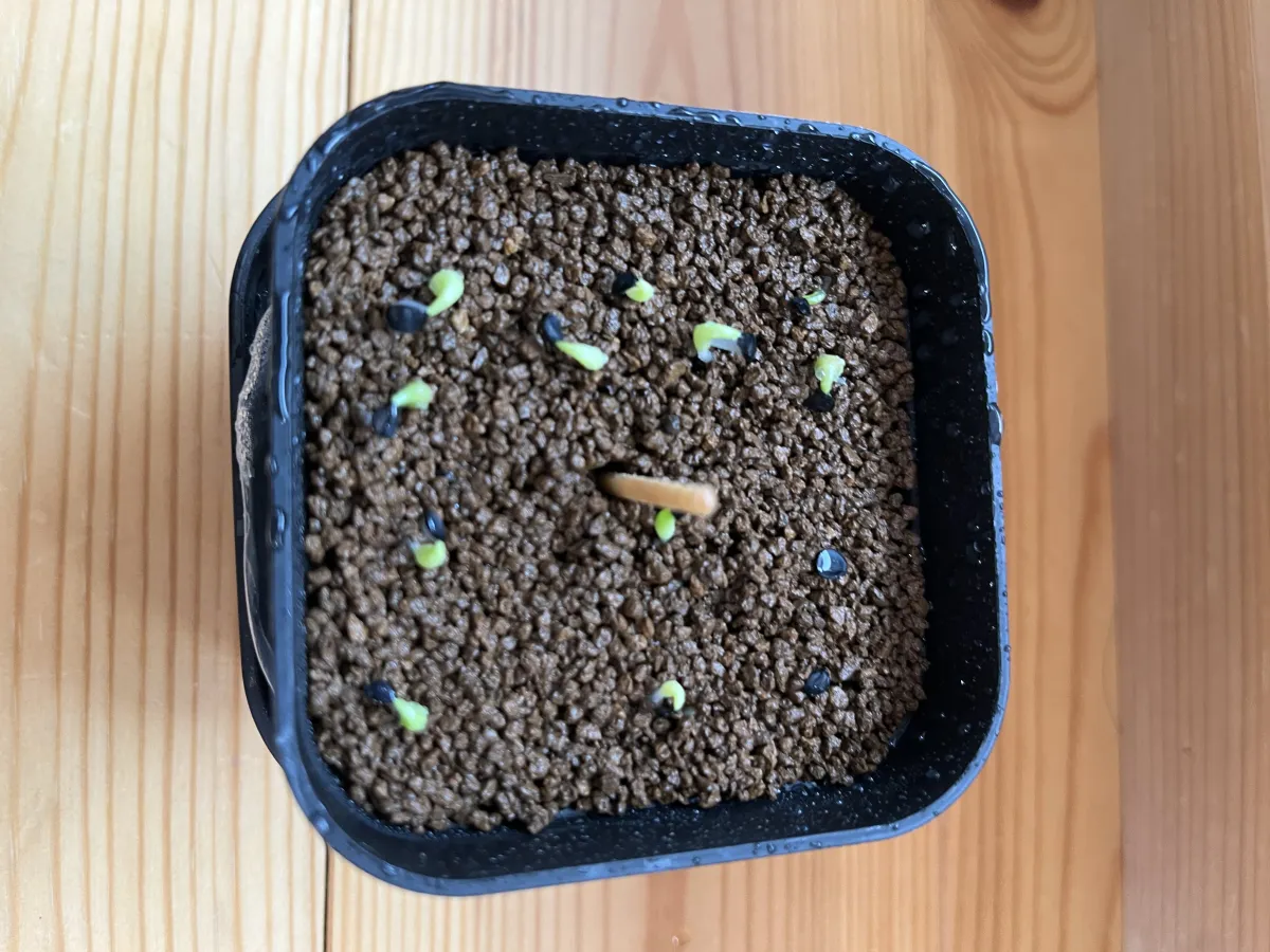 Agave oteroi (アガベ オテロイ)