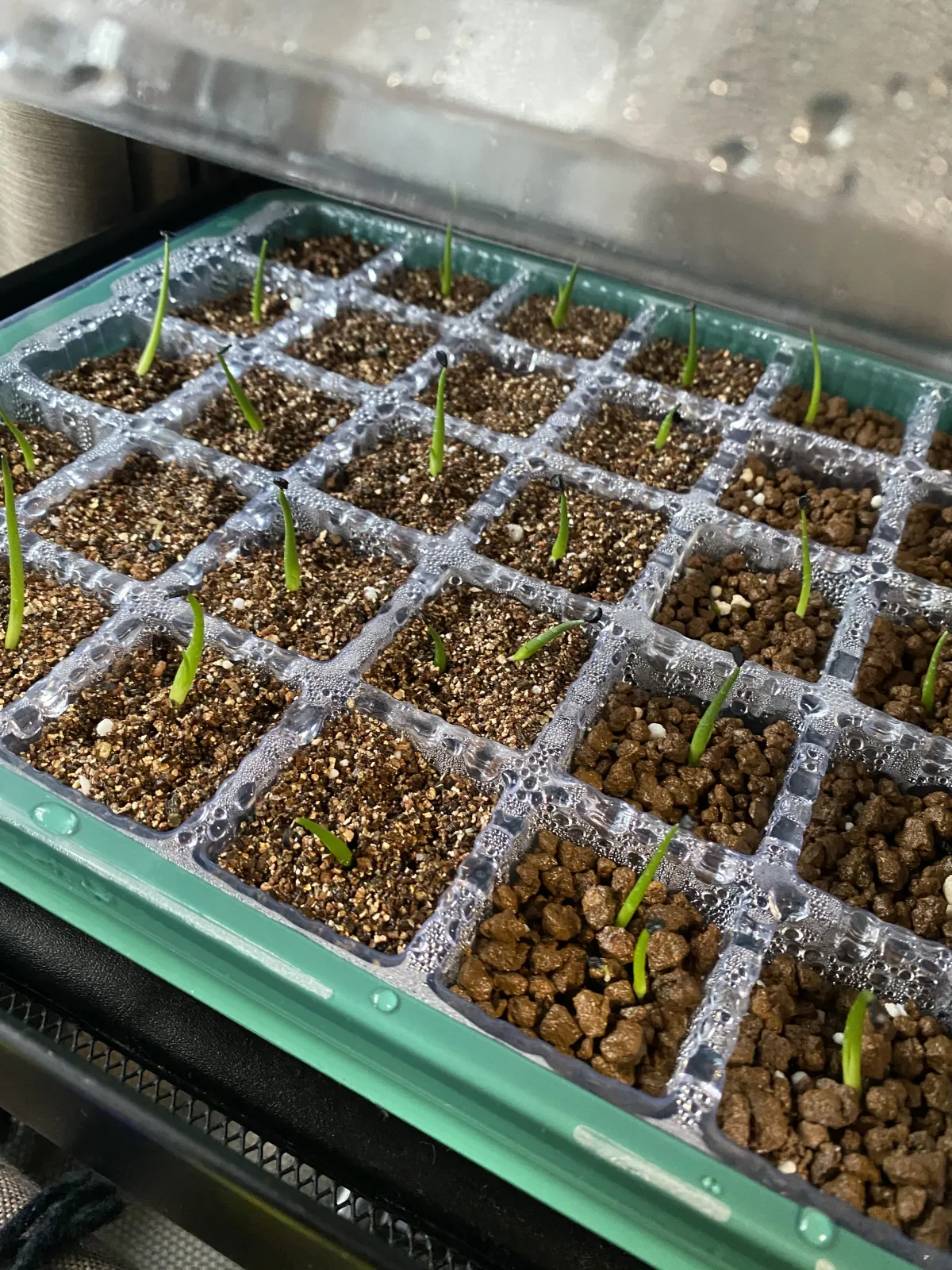 Agave utahensis var. eborispina (アガベ エボリスピナ)