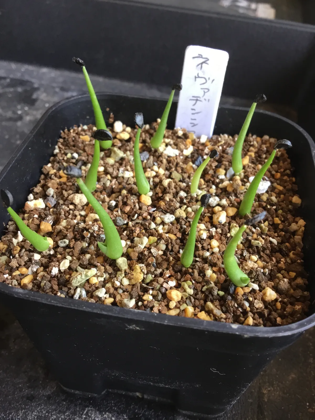 Agave utahensis var. nevadensis (アガベ ユタエンシス ネヴァデンシス)