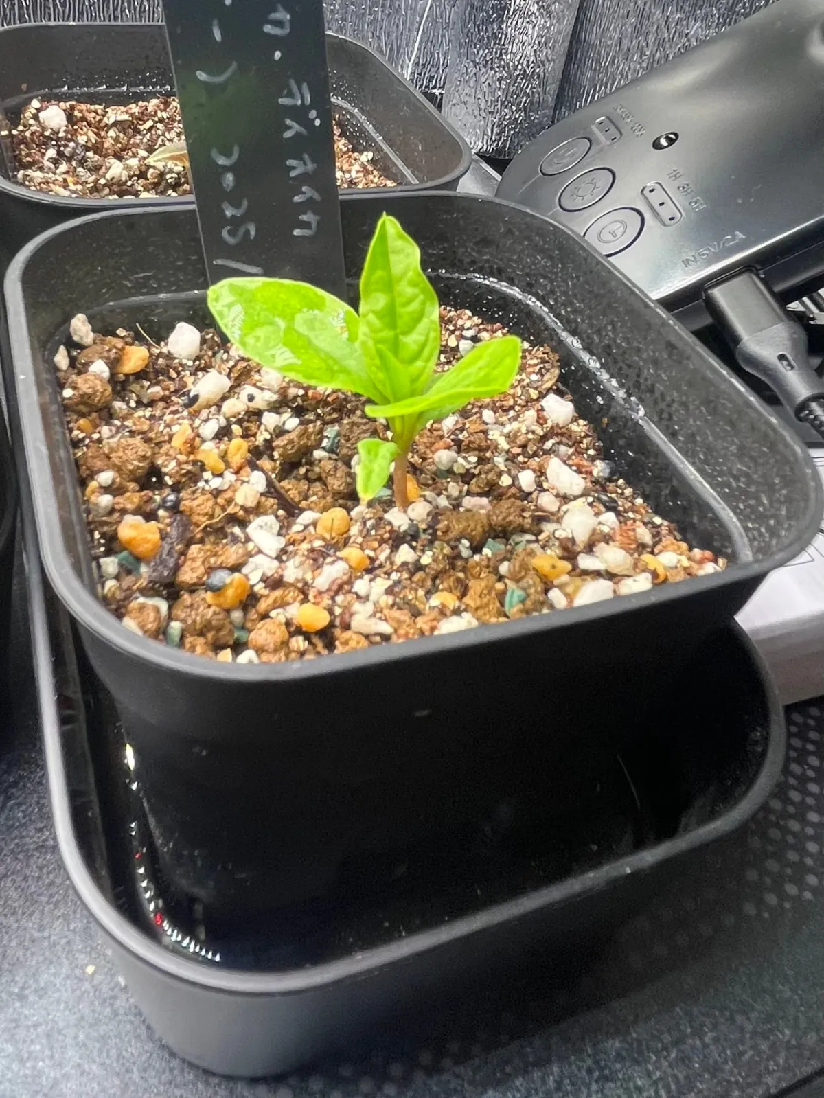 Phytolacca dioica (フィトラッカ ディオイカ)