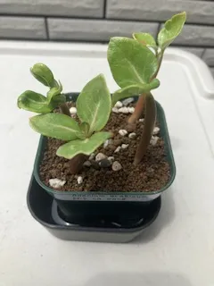Adenium arabicum (アデニウム アラビカム)