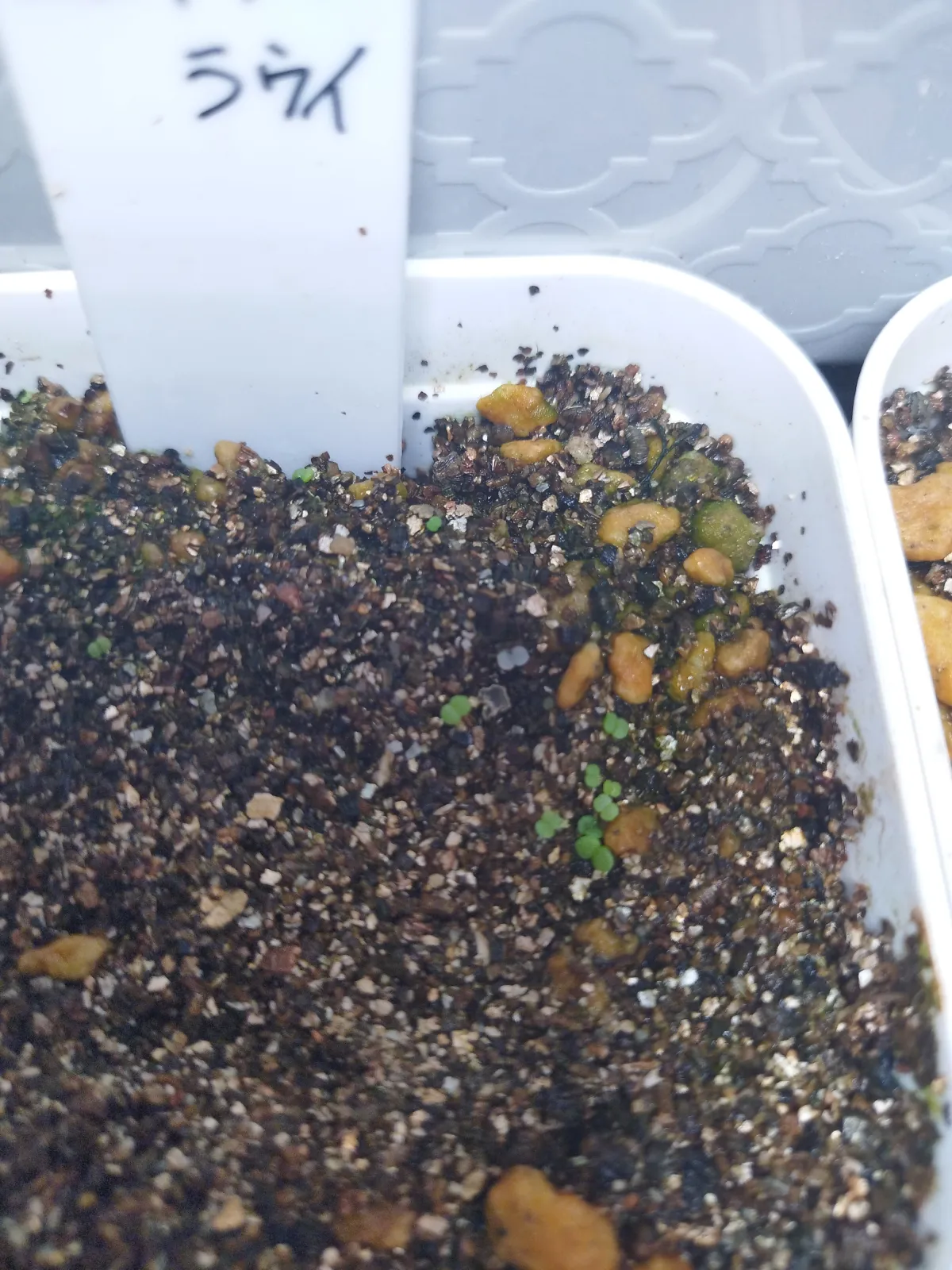 Echeveria laui La Roseta (エケベリア ラウイ)