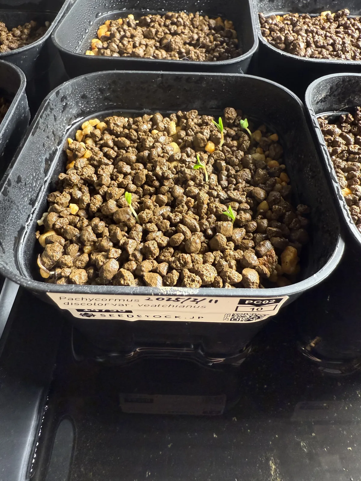 Pachycormus discolor (パキコルムス ディスカラー)