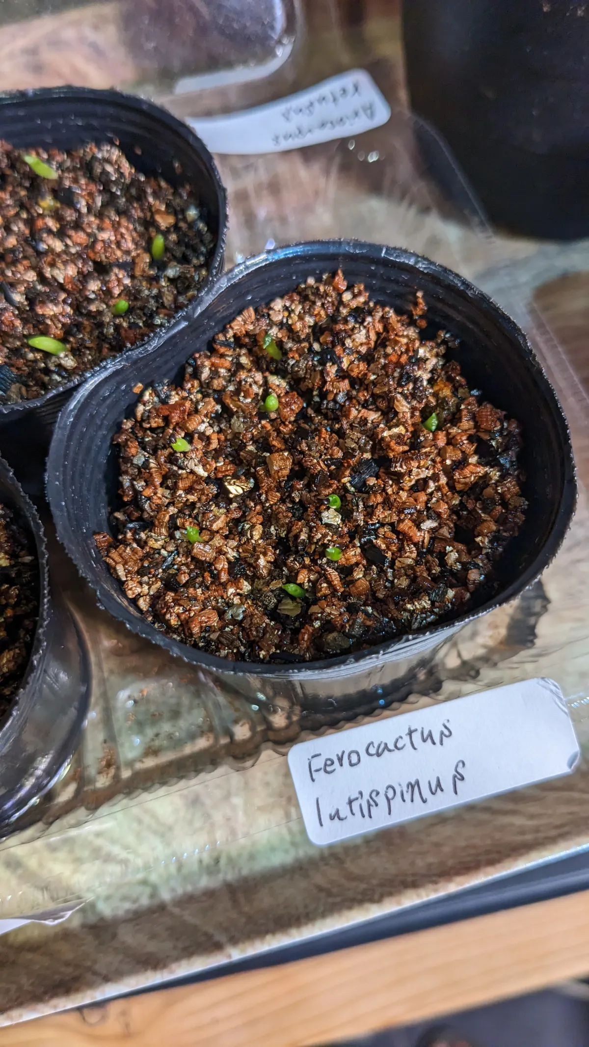 Ferocactus latispinus (フェロカクタス ラティスピナス 日の出丸)