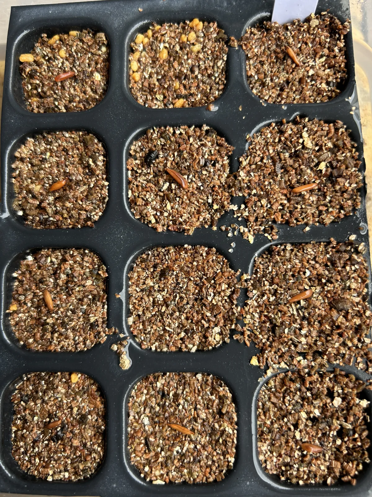 [無料種子] 発芽難 パキポディウム グラキリス　 Pachypodium rosulatum var. gracilius