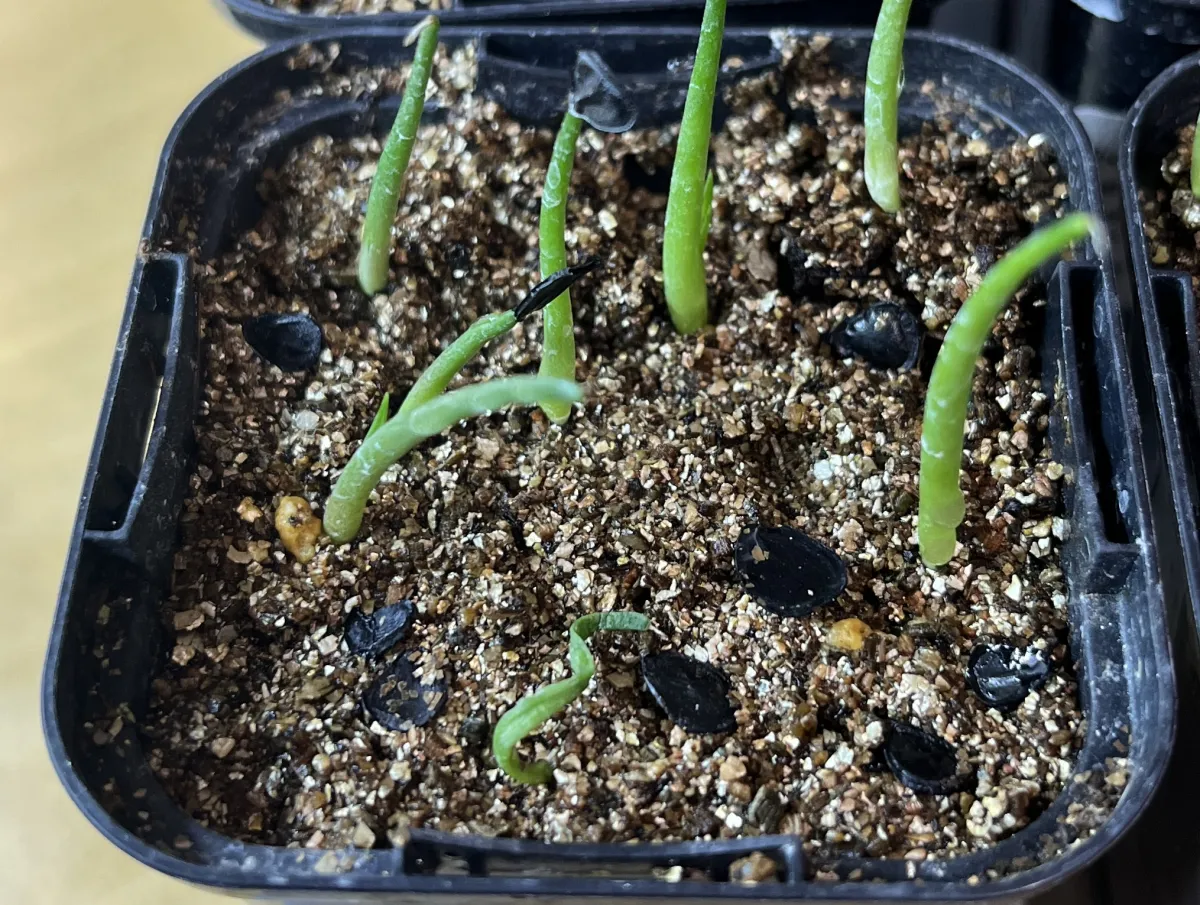 Agave potatorum Dwarf (アガベ ポタトラムドワーフ)