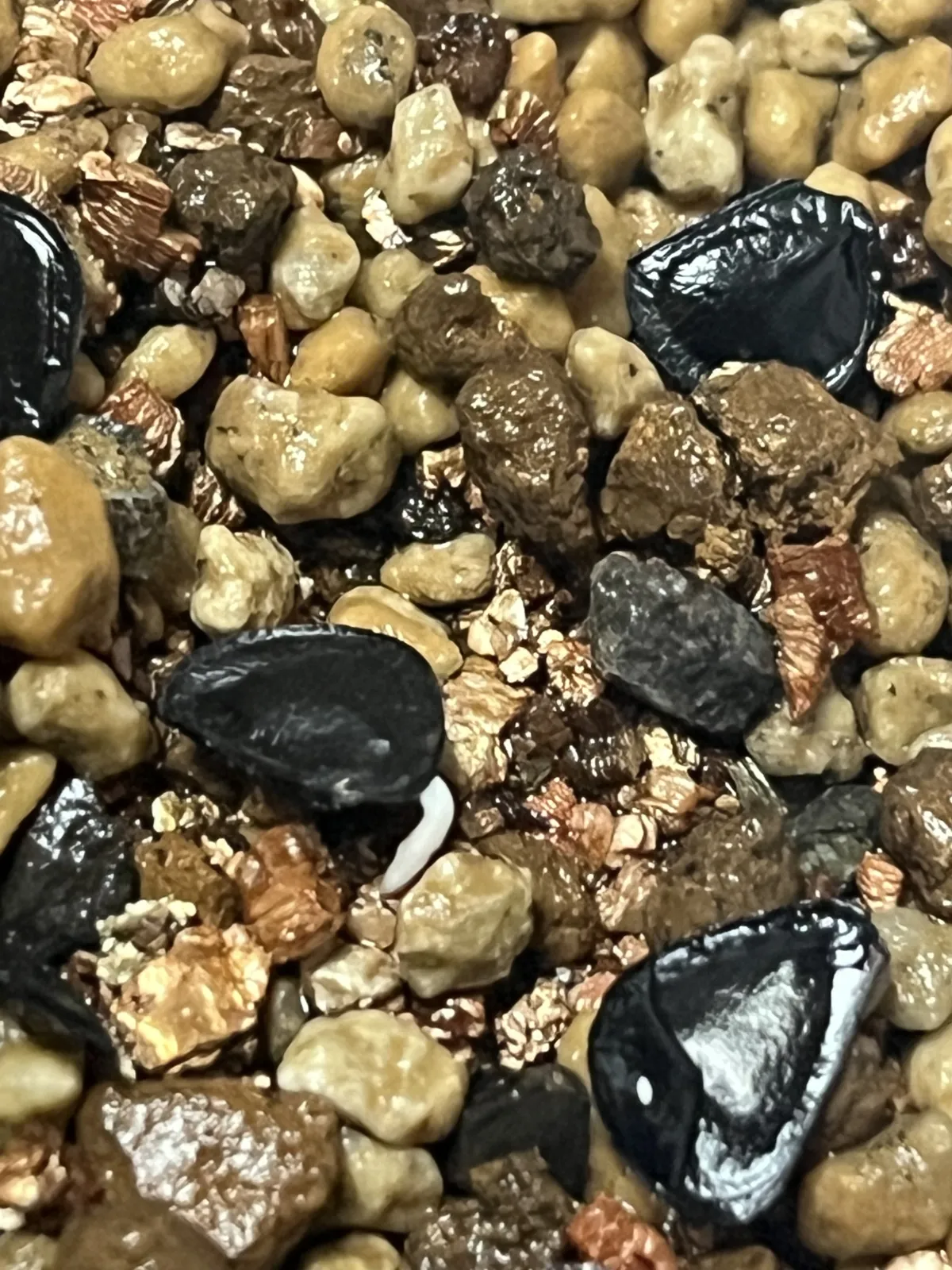 Agave parryi var. truncata (アガベ パリー トランカータ)