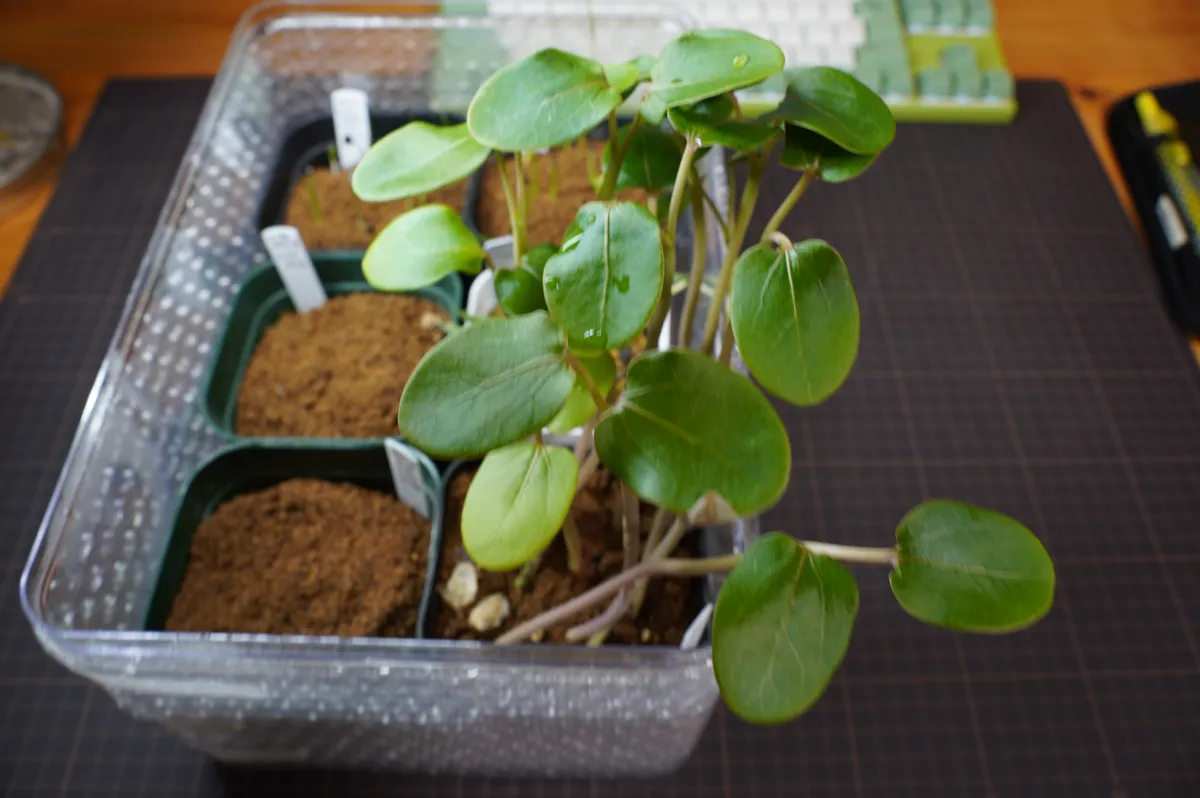 Jatropha podagrica 'Red' (ヤトロファ ポダグリカ レッド 'サンゴ油桐')