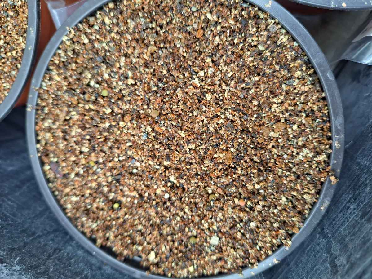 Lophophora fricii (ロフォフォラ 疣銀冠玉)